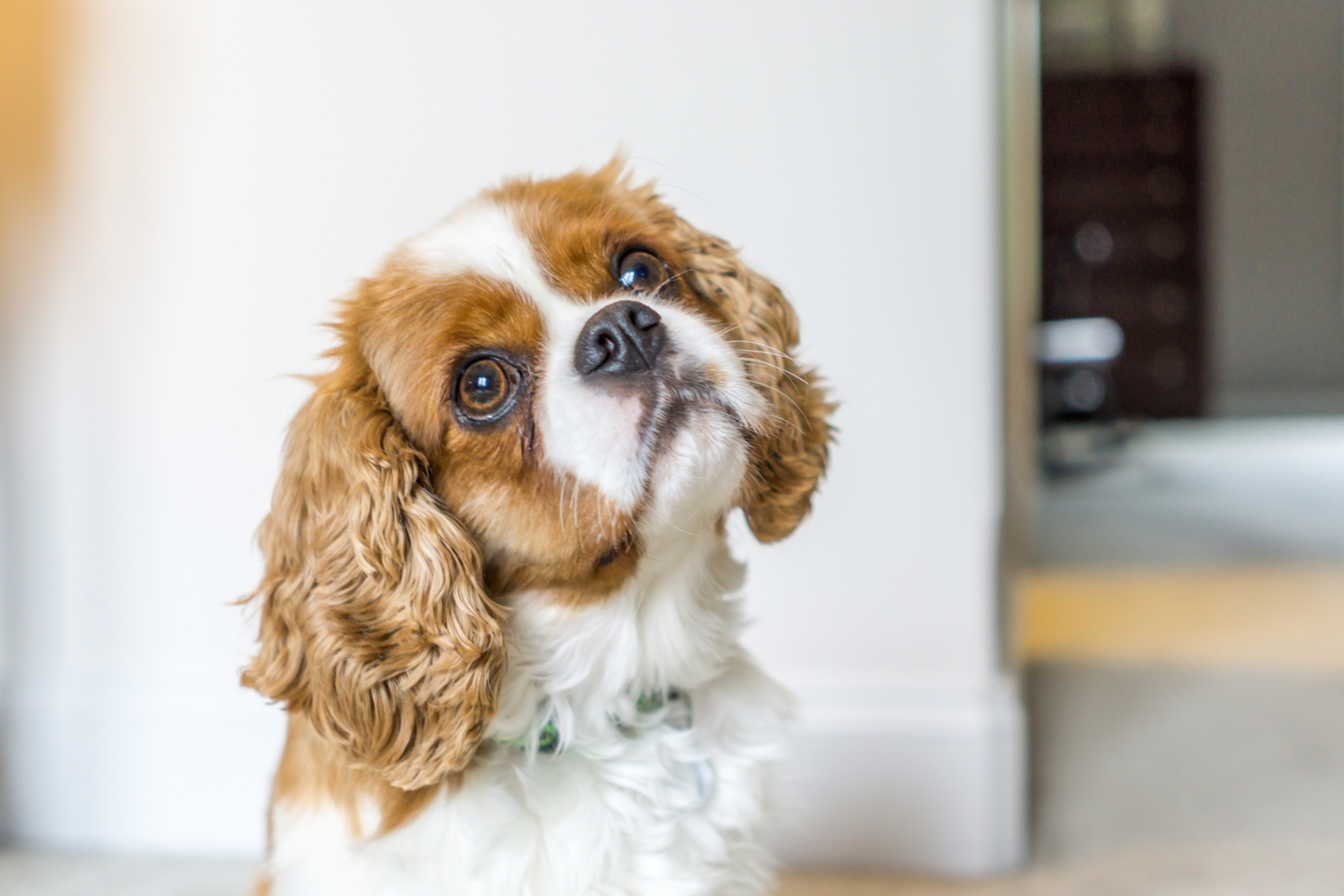 Why Dogs Tilt Their Heads and the Meaning Behind Other Canine Behaviors